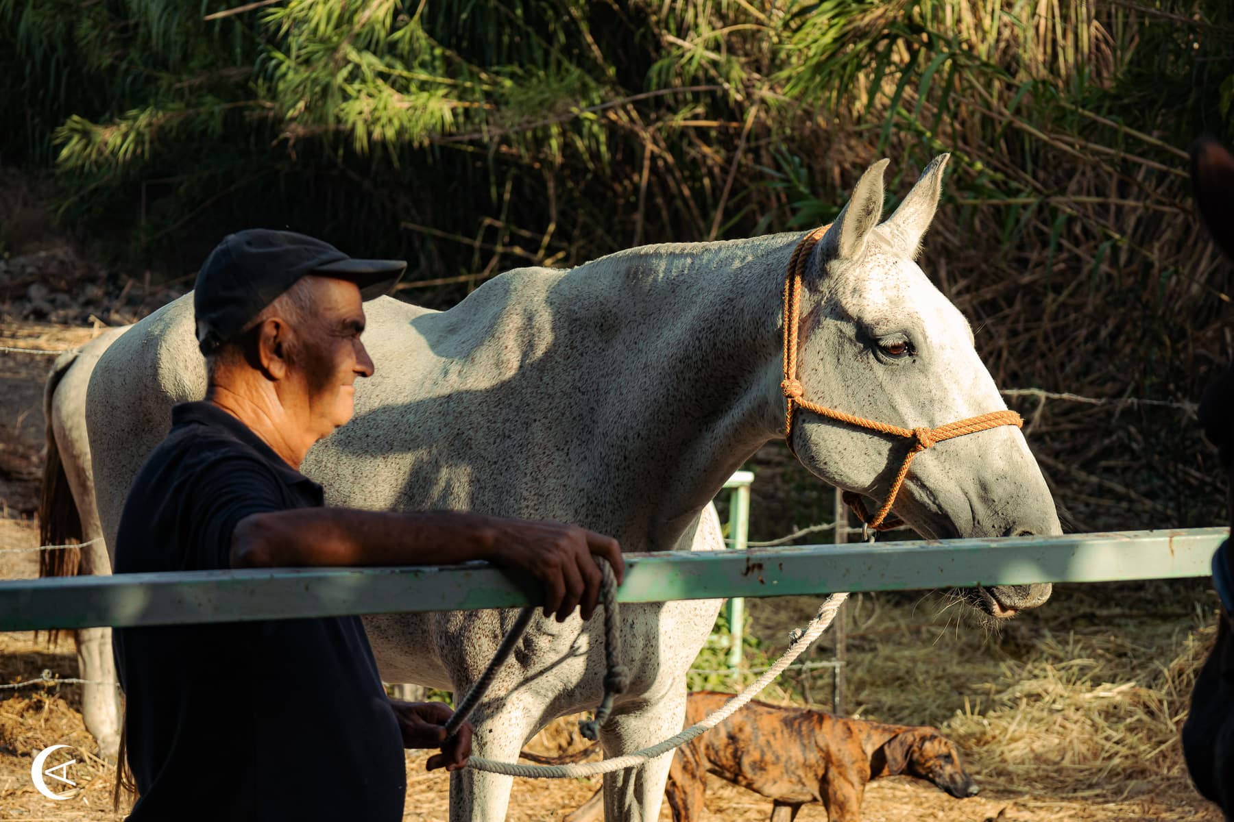 Ilha — 4
